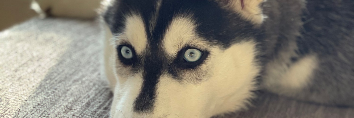 DominiqueChanel's profile banner image
