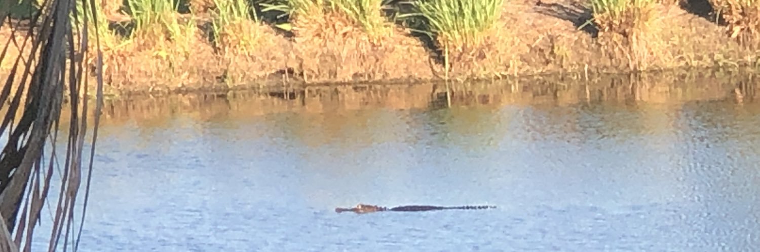 Three Gators in my Pond banner
