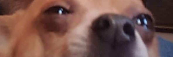 Sigga banner