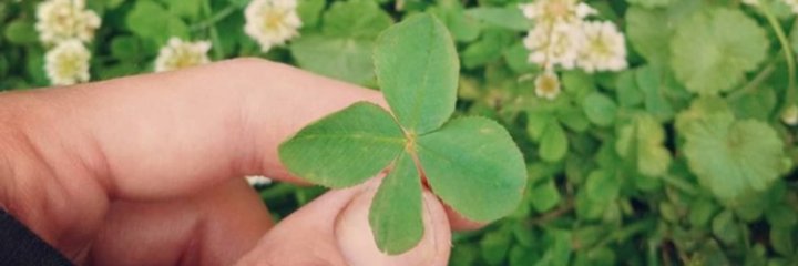 Hannah Hounshell banner