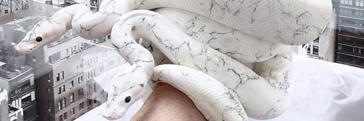 CmbzLea's profile banner image