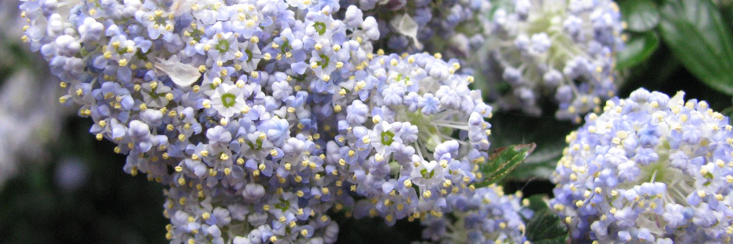 JenniferBushroe's profile banner image