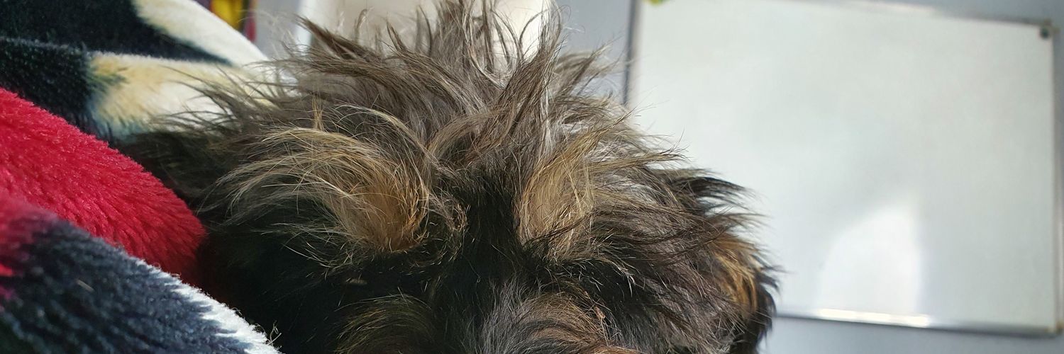 GustavoBasan's profile banner image