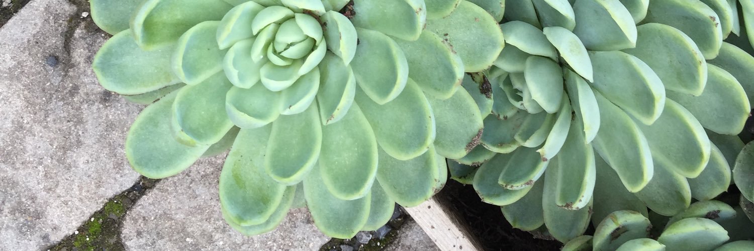 kimrupert's profile banner image