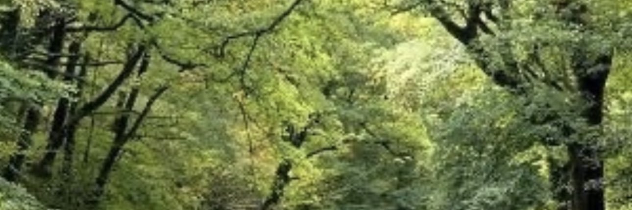 MeghanGoderis's profile banner image