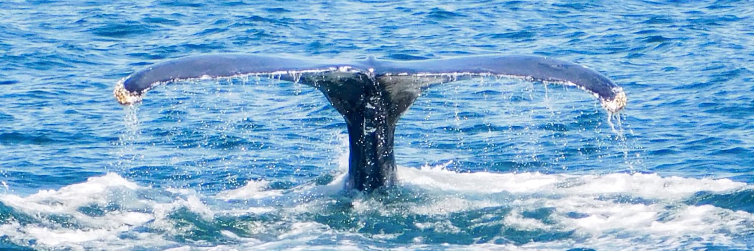 Women in the Middle® banner