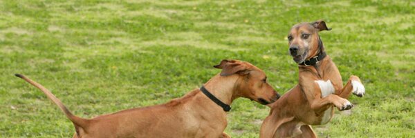 ProjectQuinn Profile Banner