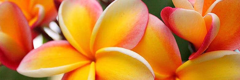 _Kiboo's profile banner image