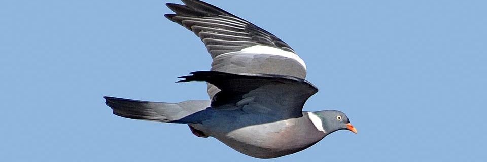 DeloCar's profile banner image