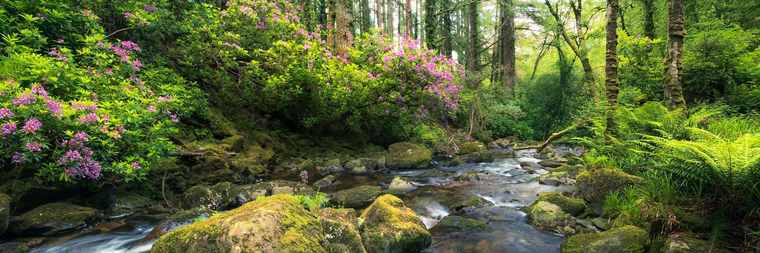 Michael Rung Photography banner