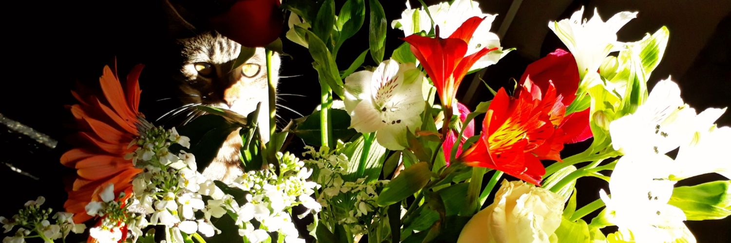 CaroConchaa's profile banner image
