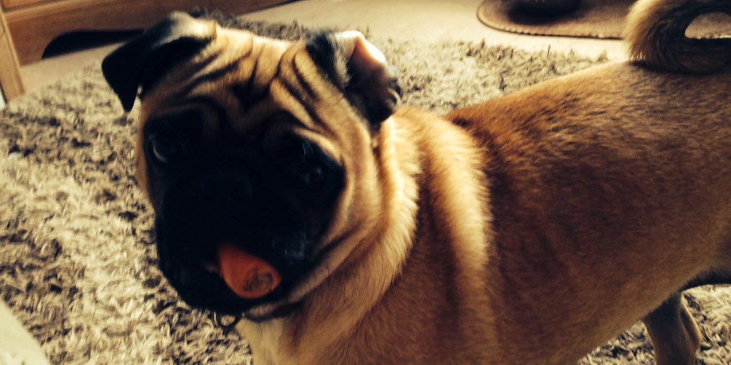 sammypig77's profile banner image