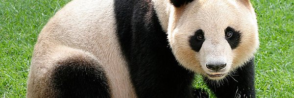 Paweł banner