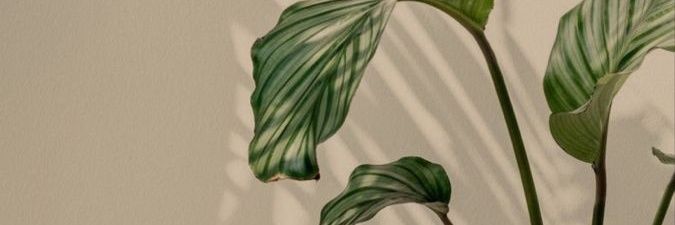 _dianagallardo's profile banner image