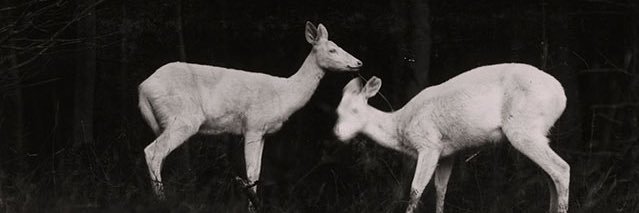 Ariana banner