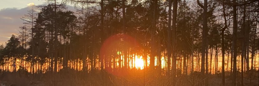 shyoxo's profile banner image