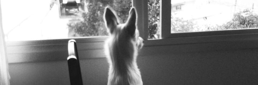 Paulo Cesar Hopner🏴🇺🇦🐕🌳🌲 banner