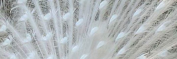 cyallen6 Profile Banner