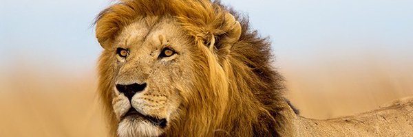 Mckintyr Profile Banner