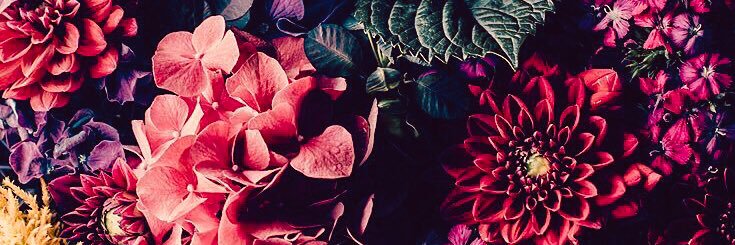 cecipachuk's profile banner image