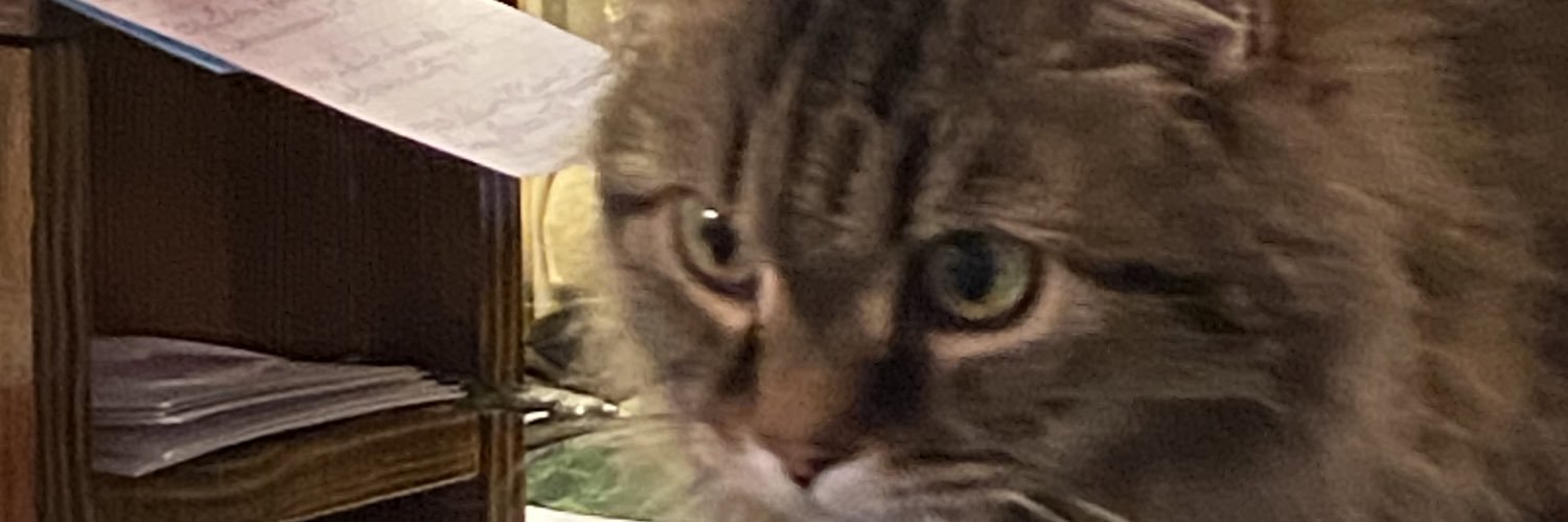 splendakat's profile banner image