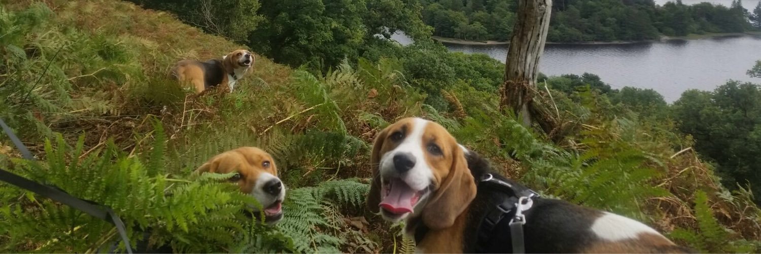 NeilSagewood's profile banner image
