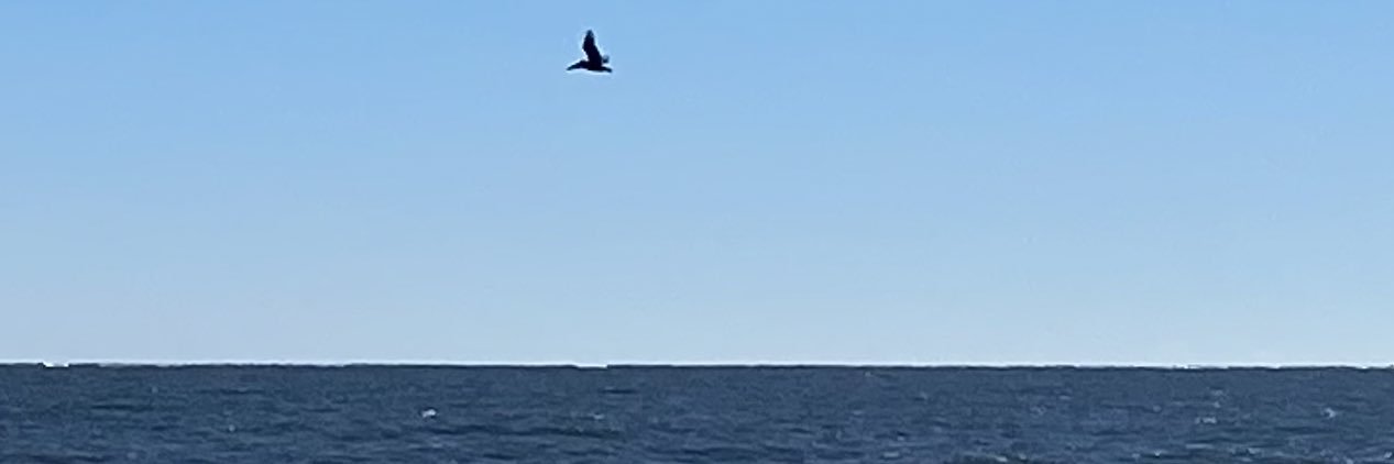 R Tal-Singer Lung Health Researcher & Advocate 🫁 banner