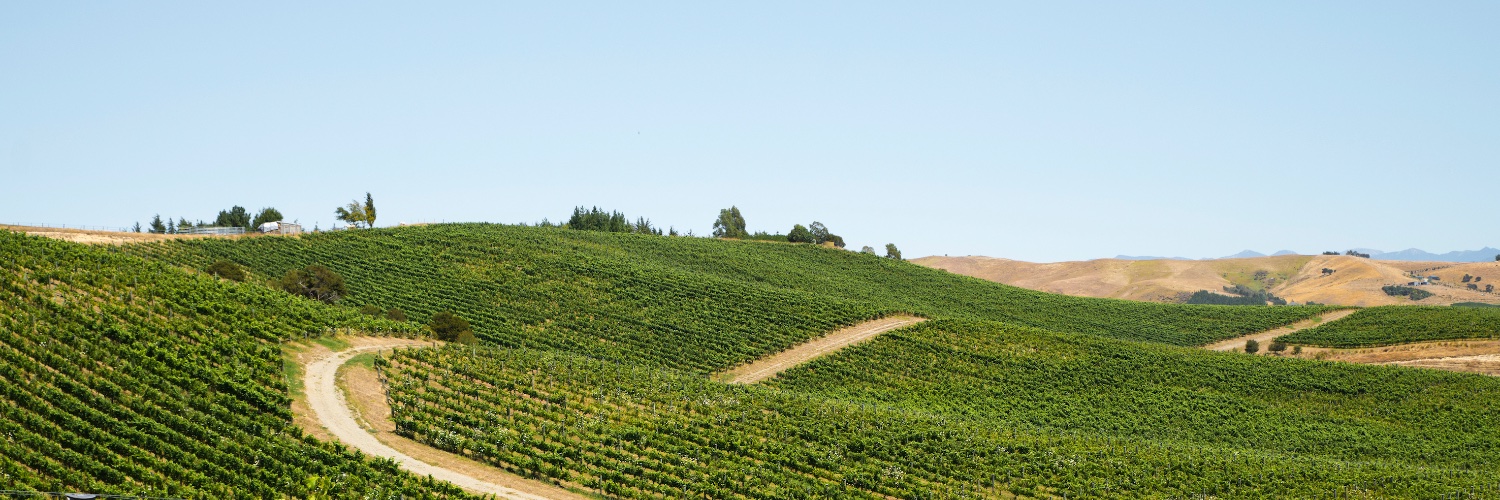 New Zealand Wine banner