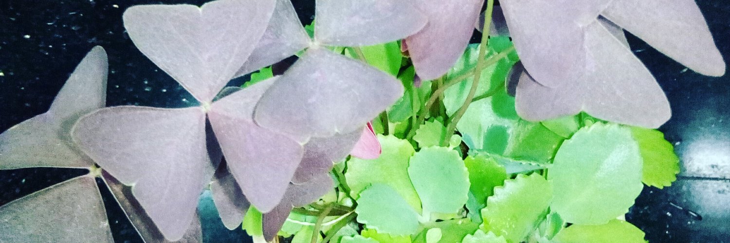amielbeebou's profile banner image