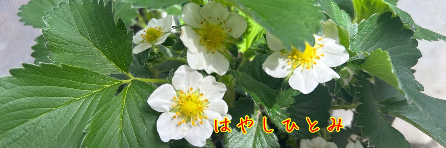 Hayashi_Hitomi's profile banner image