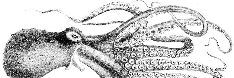 CephalopodEdits's profile banner image