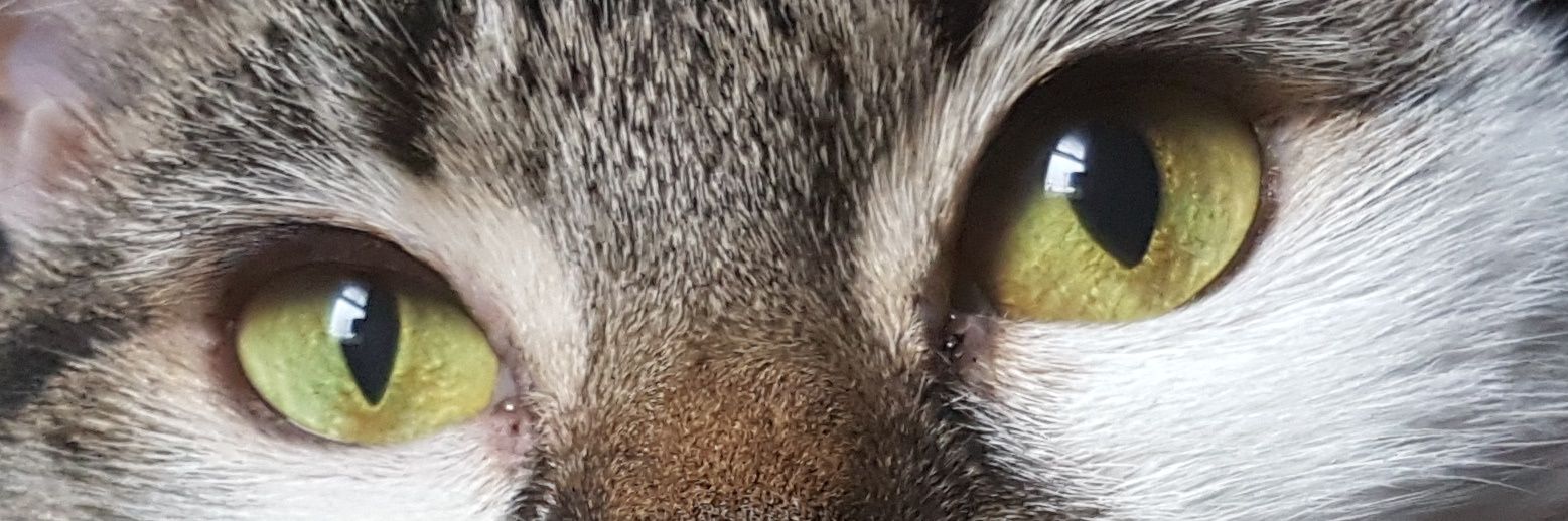 Helen Byers🌈❤💙🐝 banner