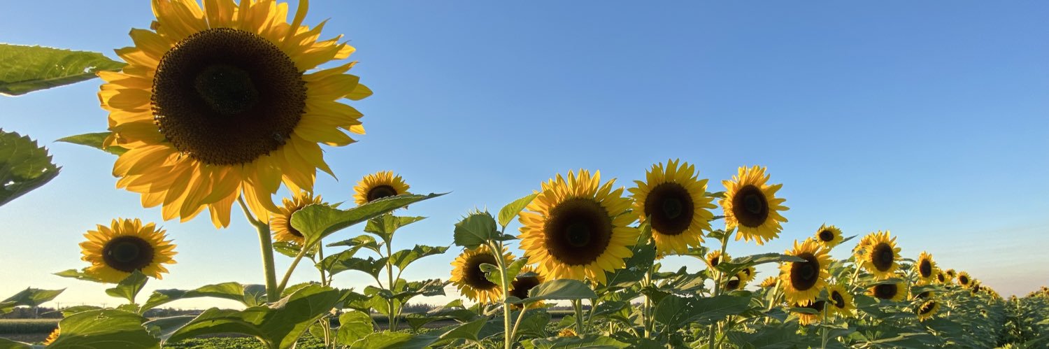 stephdlu's profile banner image