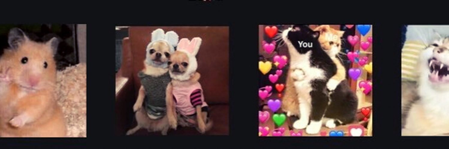 quintabeagle's profile banner image
