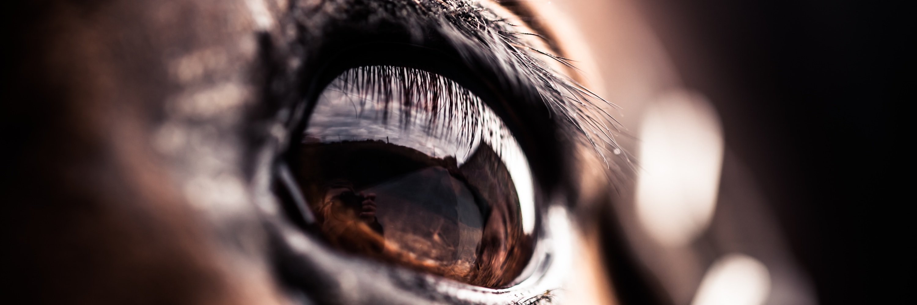PferdeCon's profile banner image