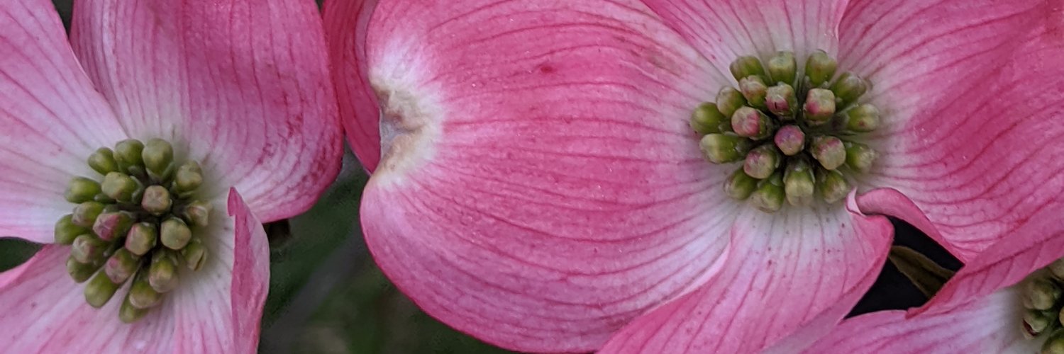 Marie E McVeigh banner