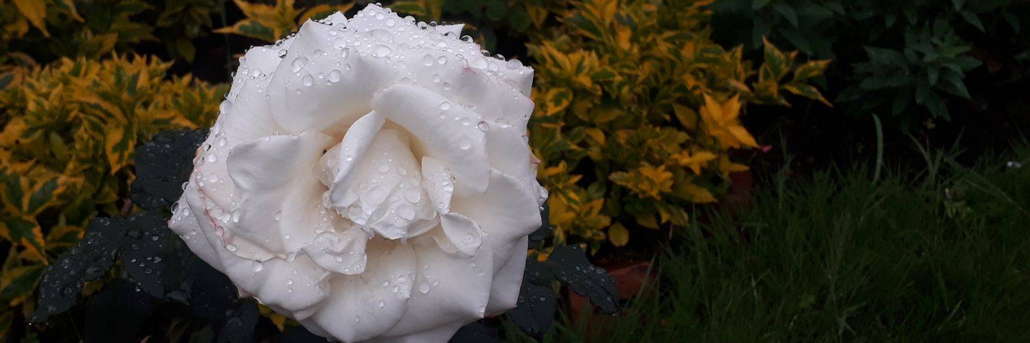 SolangieMoreno's profile banner image