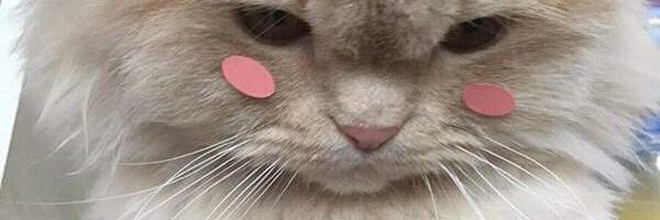 BthEdith's profile banner image