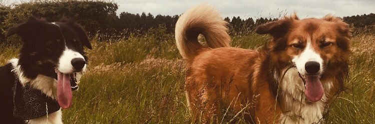 geehogg's profile banner image