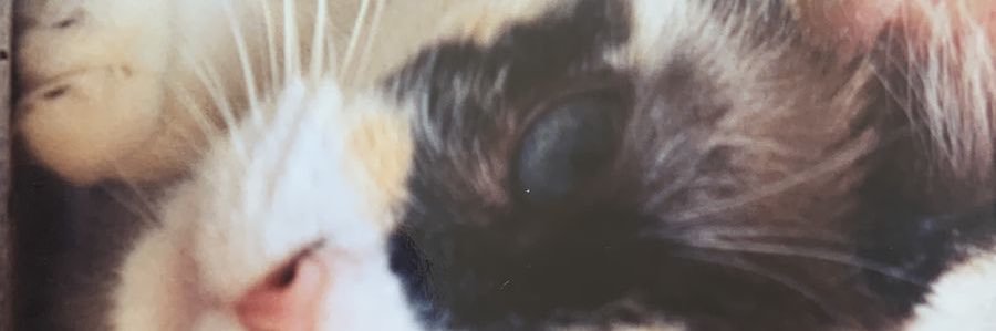 Mariana Azcárate banner