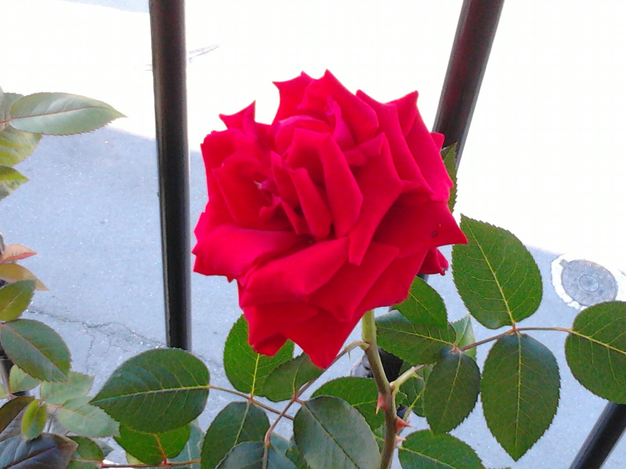 cuellar_v's profile banner image