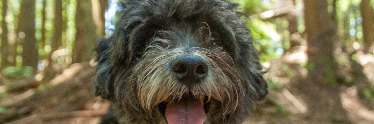 Catherine Winckler banner