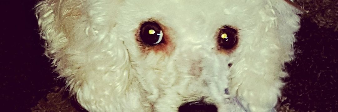 cary_are's profile banner image