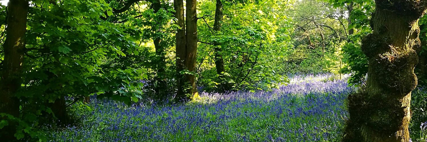 belleesi's profile banner image