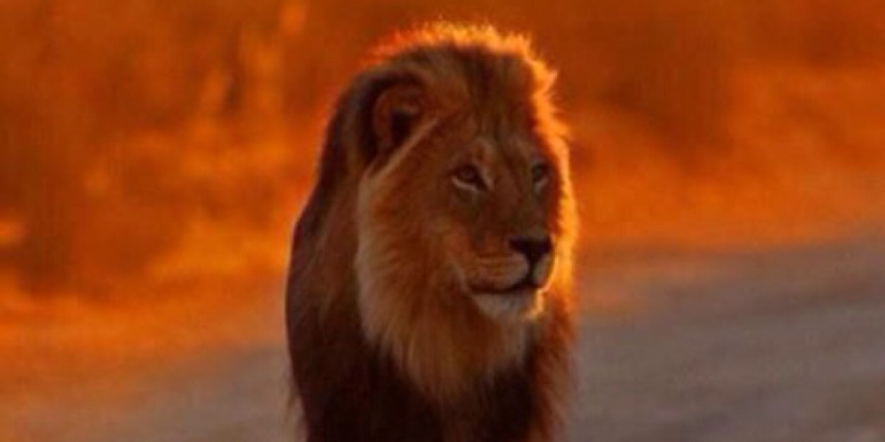 35adali35's profile banner image