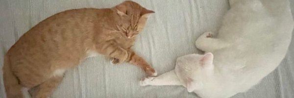 ShakeDrizzle Profile Banner