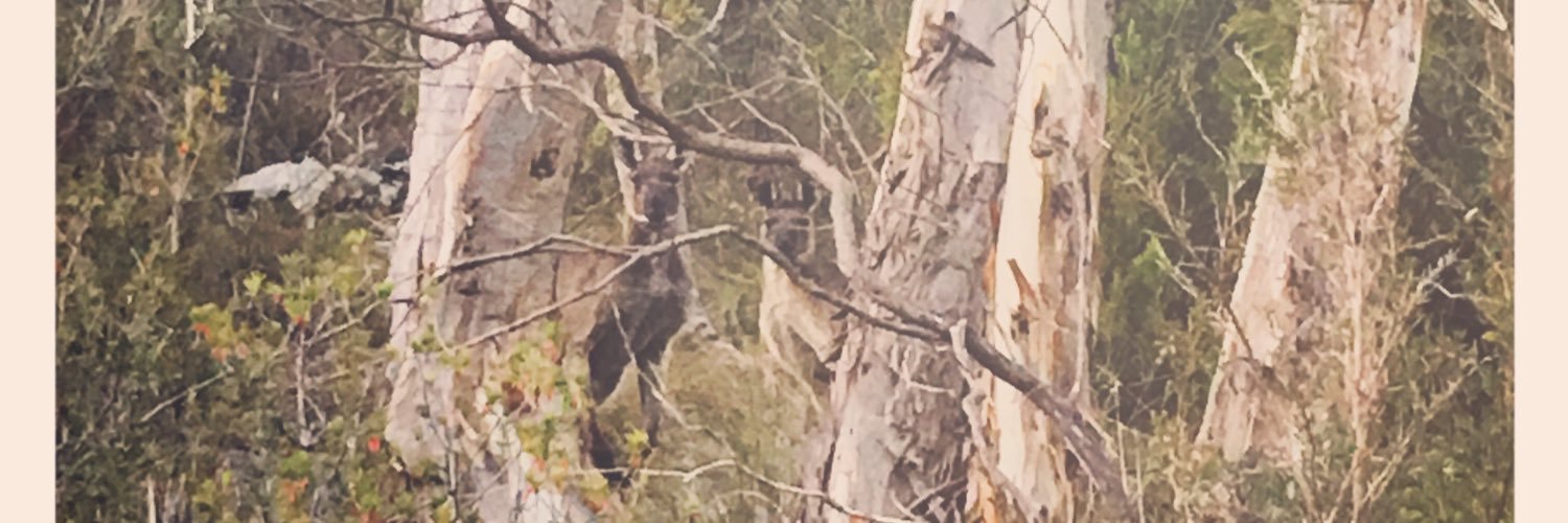 Morialta Muse banner