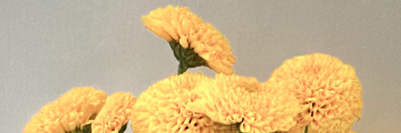 ASOLTOR's profile banner image