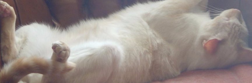 Packy Anderson banner