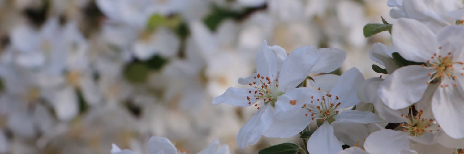 labouquinade's profile banner image